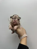 Stella rose , a female French Bulldog for sale in Long Prairie, MN – Photo 3 of 5