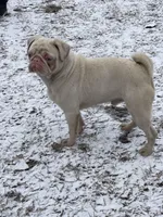 Rocky , a male Pug for sale in Long Prairie, MN – Photo 5 of 5