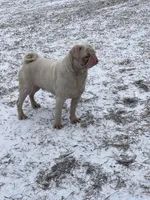 Rocky , a male Pug for sale in Long Prairie, MN – Photo 4 of 5