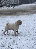 Rocky , a male Pug for sale in Long Prairie, MN – Photo 3 of 5