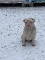 Rocky , a male Pug for sale in Long Prairie, MN – Photo 2 of 5