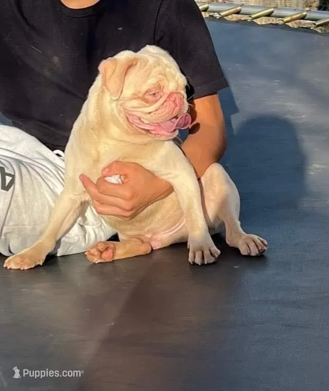 Rocky  – Pug puppy for sale in Long Prairie, MN