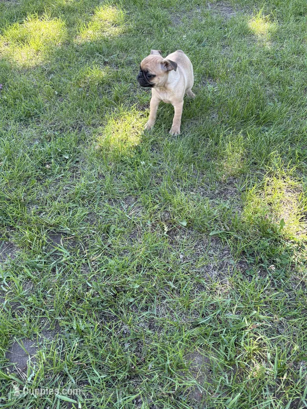 Rosita  – French Bulldog puppy for sale in Long Prairie, MN