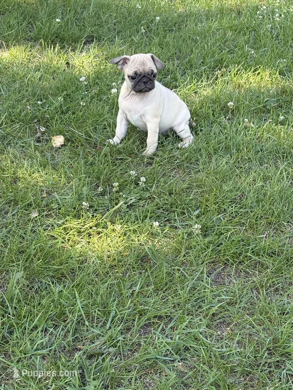 Lucy  – Pug puppy for sale in Long Prairie, MN