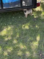 Coco, a male French Bulldog and Pug for sale in Long Prairie, MN – 3 of 5
