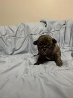 Remi , a male Pug for sale in Long Prairie, MN – Photo 4 of 5