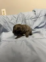 Remi , a male Pug for sale in Long Prairie, MN – Photo 5 of 5