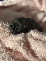 Remi , a male Pug for sale in Long Prairie, MN – Photo 3 of 5