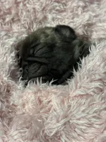 Remi , a male Pug for sale in Long Prairie, MN – Photo 1 of 5