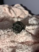 Remi , a male Pug for sale in Long Prairie, MN – Photo 2 of 5