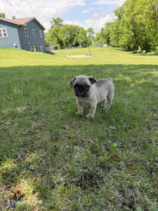 Coco  – French Bulldog puppy for sale in Long Prairie, MN