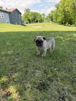 Coco , a male French Bulldog for sale in Long Prairie, MN – 1 of 5