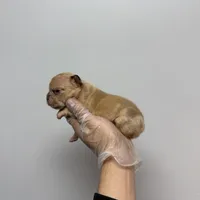 Lisa akc , a female French Bulldog for sale in Long Prairie, MN – Photo 2 of 3