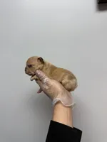 Lisa , a female French Bulldog for sale in Long Prairie, MN – Photo 2 of 3