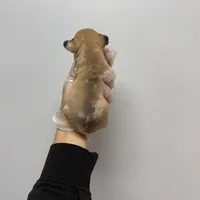 Lisa akc , a female French Bulldog for sale in Long Prairie, MN – Photo 3 of 3