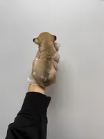 Lisa , a female French Bulldog for sale in Long Prairie, MN – Photo 3 of 3