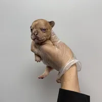 Lisa akc , a female French Bulldog for sale in Long Prairie, MN – Photo 1 of 3