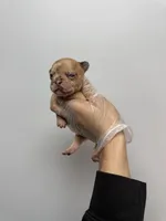 Lisa , a female French Bulldog for sale in Long Prairie, MN – Photo 1 of 3