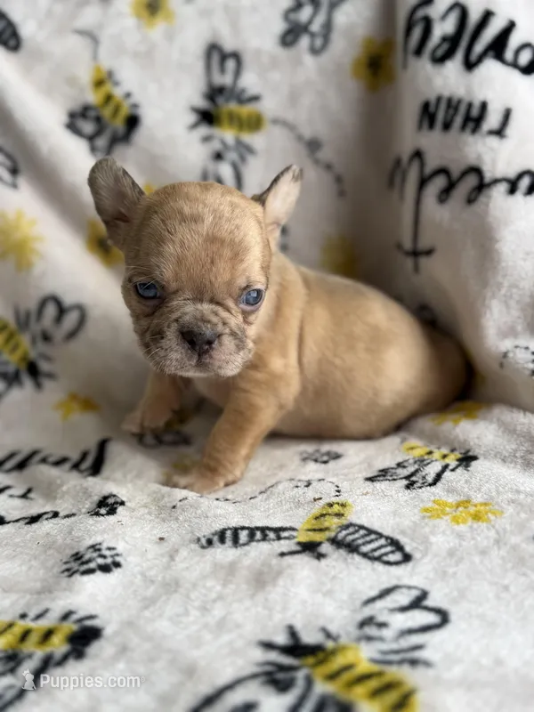 Leon akc fluffy carrier  – French Bulldog puppy for sale in Long Prairie, MN