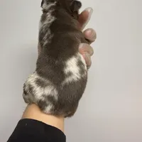 Lydia akc , a female French Bulldog for sale in Long Prairie, MN – Photo 4 of 5