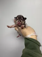 Lydia , a female French Bulldog for sale in Long Prairie, MN – Photo 1 of 3