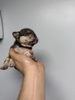 Lydia akc , a female French Bulldog for sale in Long Prairie, MN – Photo 1 of 5