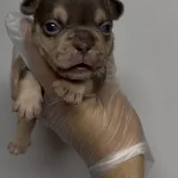 Lydia akc , a female French Bulldog for sale in Long Prairie, MN – Photo 3 of 5