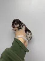 Lydia , a female French Bulldog for sale in Long Prairie, MN – Photo 2 of 3