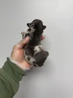 Lydia , a female French Bulldog for sale in Long Prairie, MN – Photo 3 of 3