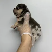 Lydia akc , a female French Bulldog for sale in Long Prairie, MN – Photo 5 of 5