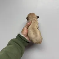 Gizmo akc , a male French Bulldog for sale in Long Prairie, MN – Photo 4 of 6