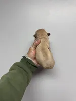 Gizmo , a male French Bulldog for sale in Long Prairie, MN – Photo 3 of 3