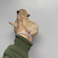 Gizmo akc , a male French Bulldog for sale in Long Prairie, MN – Photo 2 of 6