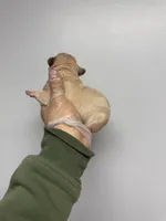 Gizmo , a male French Bulldog for sale in Long Prairie, MN – Photo 2 of 3