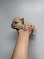 Gizmo akc , a male French Bulldog for sale in Long Prairie, MN – Photo 3 of 6