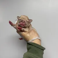 Gizmo akc , a male French Bulldog for sale in Long Prairie, MN – Photo 1 of 6