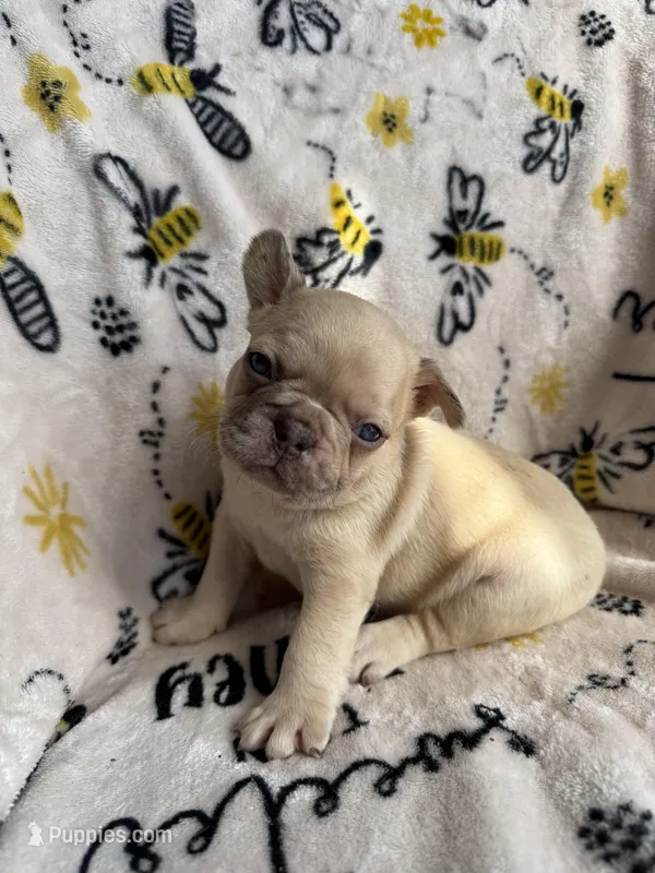 Gizmo akc fluffy carrier  – French Bulldog puppy for sale in Long Prairie, MN