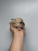 Gizmo akc , a male French Bulldog for sale in Long Prairie, MN – Photo 6 of 6