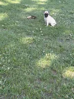 Lucy , a female Pug for sale in Long Prairie, MN – 2 of 2