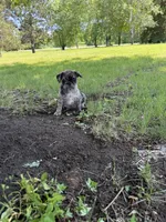Elsa , a female French Bulldog and Pug for sale in Long Prairie, MN – 4 of 7