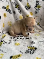 Marshmallow, a male French Bulldog for sale in Long Prairie, MN – Photo 2 of 3