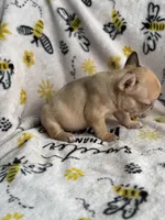 Marshmallow, a male French Bulldog for sale in Long Prairie, MN – Photo 3 of 3