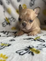 Marshmallow, a male French Bulldog for sale in Long Prairie, MN – Photo 1 of 3