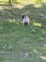Coco, a male French Bulldog and Pug for sale in Long Prairie, MN – 5 of 5