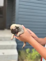 Lili , a female Pug for sale in Long Prairie, MN – 3 of 3