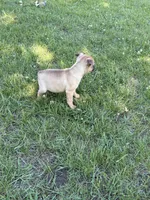 Rosita , a female French Bulldog for sale in Long Prairie, MN – 2 of 3