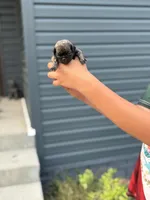 Leo , a male Pug for sale in Long Prairie, MN – 3 of 3