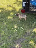 Coco, a male French Bulldog and Pug for sale in Long Prairie, MN – 4 of 5