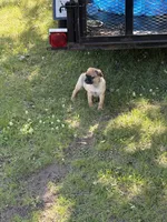 Coco, a male French Bulldog and Pug for sale in Long Prairie, MN – 2 of 5