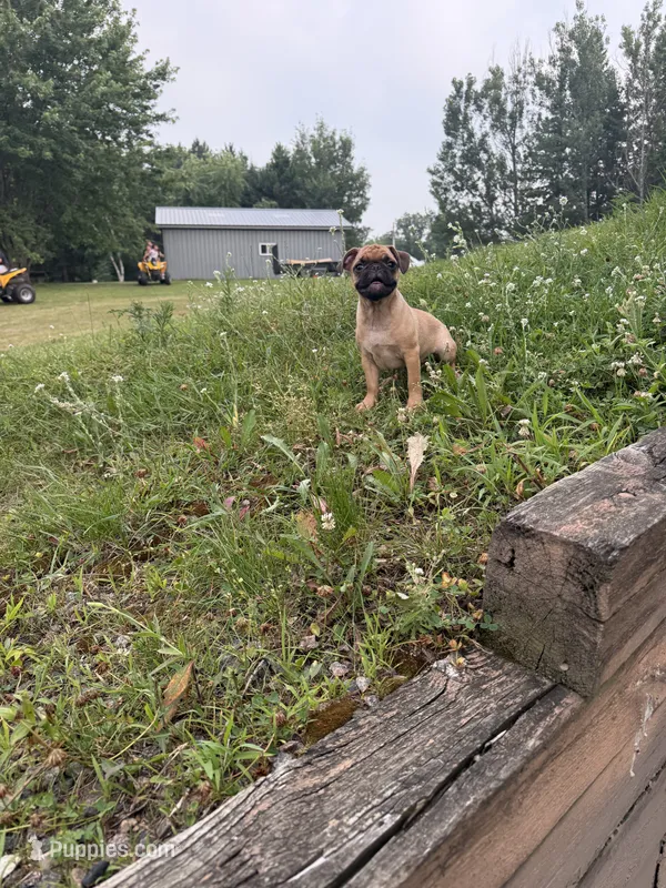 Rosita  – French Bulldog, Pug puppy for sale in Long Prairie, MN